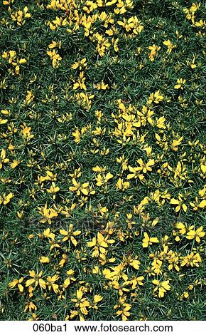 Gorse Bush with Yellow Flowers View Large Photo Image Stock Image - Gorse Bush with Yellow Flowers. Fotosearch