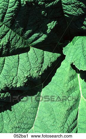 Stock Image - Large Green Leaves. Fotosearch