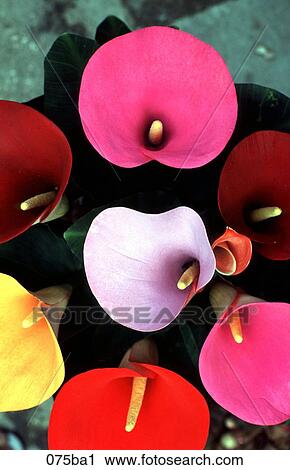 Mexican Coloured Lilies View Large Photo Image Stock Image - Mexican Coloured Lilies. Fotosearch