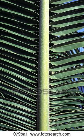 Palm Leaf Pattern View Large Photo Image Stock Image - Palm Leaf Pattern. Fotosearch