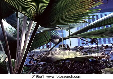 Palm Leaves India View Large Photo Image Stock Image - Palm Leaves India. Fotosearch