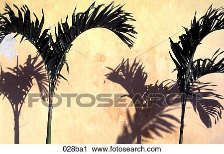 Palm Trees in Front of Yellow Wall View Large Photo Image Stock Image - Palm Trees in Front of Yellow Wall. Fotosearch