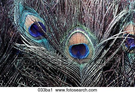 Peacock Feathers View Large Photo Image Stock Image - Peacock Feathers. Fotosearch