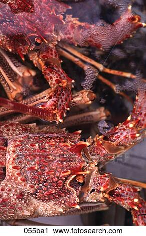 Pink Lobster View Large Photo Image Stock Image - Pink Lobster. Fotosearch