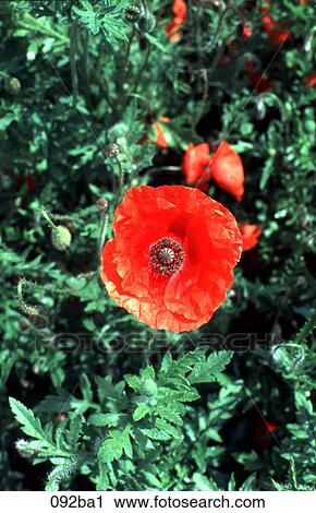 Poppy and Leaves View Large Photo Image Stock Image - Poppy and Leaves. Fotosearch