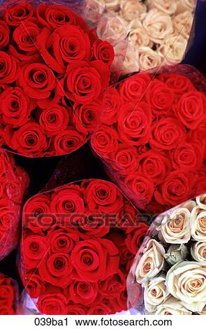 Red and Yellow Roses View Large Photo Image Stock Image - Red and Yellow Roses. Fotosearch