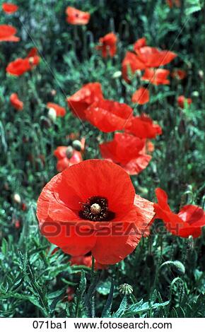 Red Poppies View Large Photo Image Stock Image - Red Poppies. Fotosearch