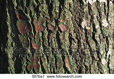 Tree Bark View Large Photo Image Stock Image - Tree Bark. Fotosearch