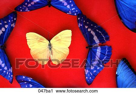 Yellow and Blue Butterflies View Large Photo Image Stock Image - Yellow and Blue Butterflies. Fotosearch