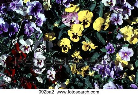Colourful Pansies View Large Photo Image Stock Image - Colourful Pansies. Fotosearch