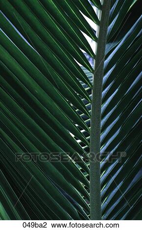 Detail of Palm Leaf View Large Photo Image Stock Image - Detail of Palm Leaf. Fotosearch