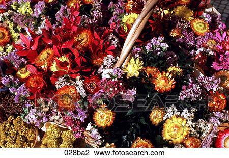 Dried Flowers Lisbon View Large Photo Image Stock Image - Dried Flowers Lisbon. Fotosearch