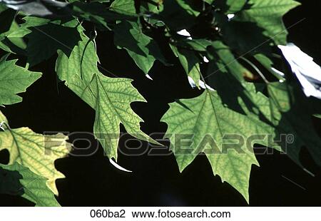 Green Leaves View Large Photo Image Stock Image - Green Leaves. Fotosearch
