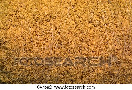 Yellow Rice View Large Photo Image Stock Image - Yellow Rice. Fotosearch