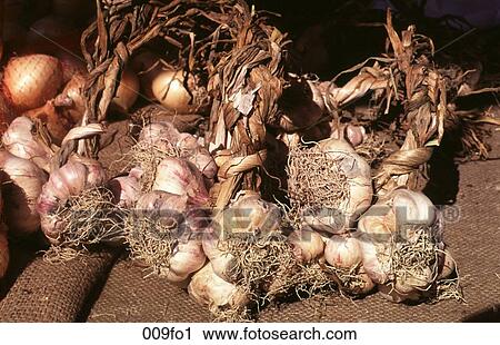 Collection of Onions and Garlic View Large Photo Image Stock Image - Collection of Onions and Garlic. Fotosearch