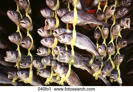 Display of Fish View Large Photo Image Stock Image - Display of Fish. Fotosearch