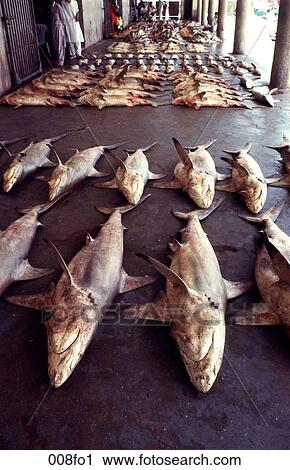 Stock Image - Display of Sharks. Fotosearch