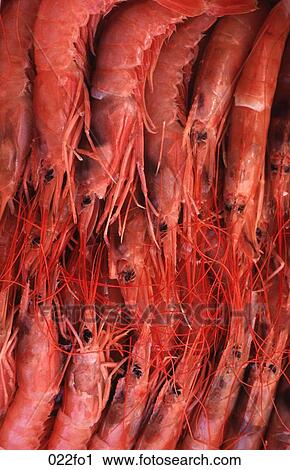 Prawns View Large Photo Image Stock Image - Prawns. Fotosearch