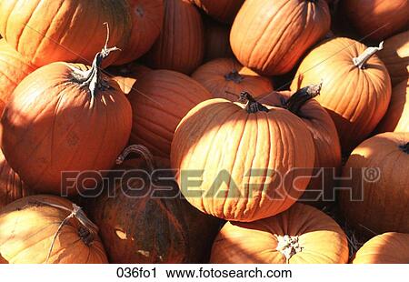Pumpkins View Large Photo Image Stock Image - Pumpkins. Fotosearch