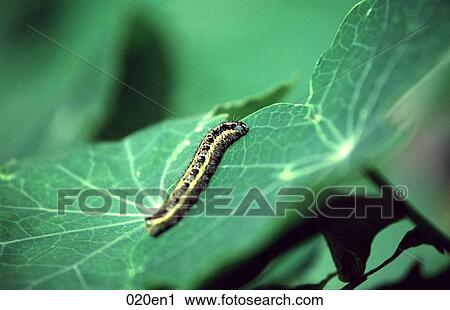 Caterpillar on a Leaf View Large Photo Image Stock Image - Caterpillar on a Leaf. Fotosearch