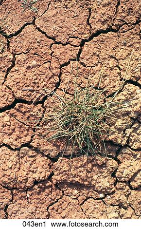Cracked Dry Soil and Desert Grass View Large Photo Image Stock Image - Cracked Dry Soil and Desert Grass. Fotosearch