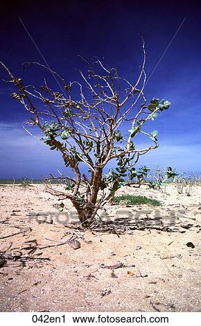 Dying Tree Venezuela View Large Photo Image Stock Image - Dying Tree Venezuela. Fotosearch