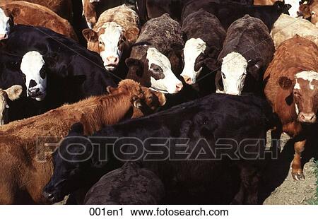 Group of Cattle View Large Photo Image Stock Image - Group of Cattle. Fotosearch