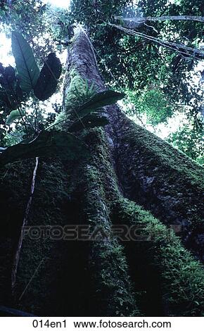 Large Tree in South American Rainforest View Large Photo Image Stock Image - Large Tree in South American Rainforest. Fotosearch