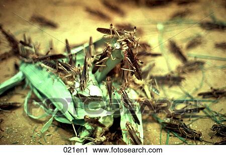 Locusts View Large Photo Image Stock Image - Locusts. Fotosearch