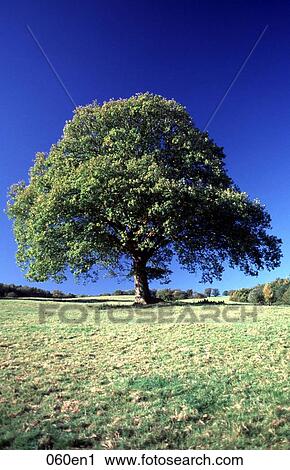 Lone Tree in a Field UK View Large Photo Image Stock Image - Lone Tree in a Field UK. Fotosearch