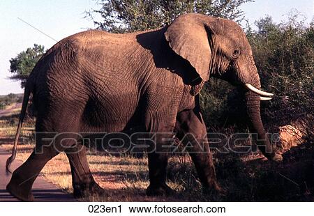 Side View of an Elephant Africa View Large Photo Image Stock Image - Side View of an Elephant Africa. Fotosearch