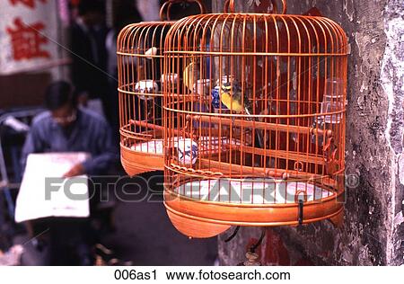 Bird in a Cage Kowloon Hong Kong View Large Photo Image Stock Image - Bird in a Cage Kowloon Hong Kong. Fotosearch