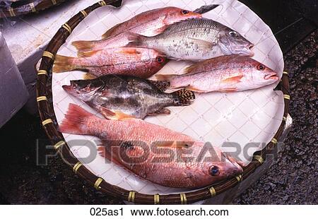 Fish on Display in Market Hong Kong View Large Photo Image Stock Image - Fish on Display in Market Hong Kong. Fotosearch