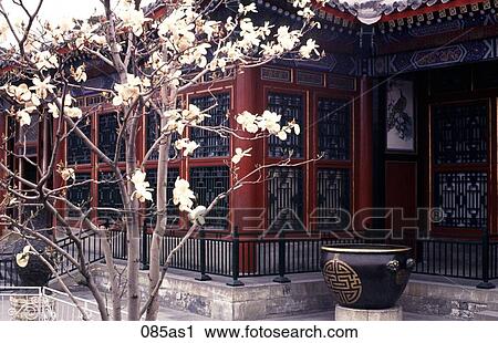 Magnolia Tree in Bloom outside Summer Palace Beijing View Large Photo Image Stock Image - Magnolia Tree in Bloom outside Summer Palace Beijing. Fotosearch
