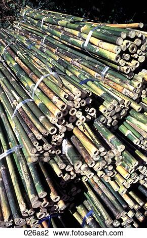 Bundles of Tied Bamboo Thailand Asia View Large Photo Image Stock Image - Bundles of Tied Bamboo Thailand Asia. Fotosearch