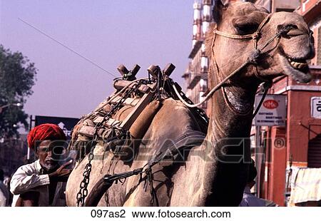 Camel Pulling Cart Jaipur India Asia View Large Photo Image Stock Image - Camel Pulling Cart Jaipur India Asia. Fotosearch