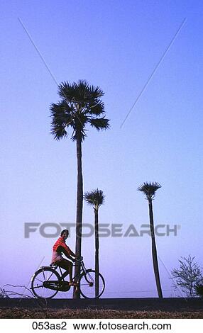 Cyclist and Palm Trees Trivalore India Asia View Large Photo Image Stock Image - Cyclist and Palm Trees Trivalore India Asia. Fotosearch