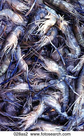 Display of Prawns Thailand Asia View Large Photo Image Stock Image - Display of Prawns Thailand Asia. Fotosearch