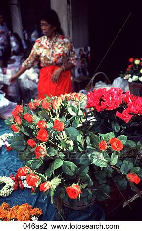 Display of Roses in Market Bangkok Thailand Asia View Large Photo Image Stock Image - Display of Roses in Market Bangkok Thailand Asia. Fotosearch