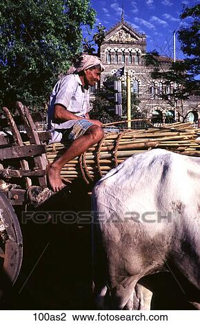 Man on Ox Cart Bombay India Asia View Large Photo Image Stock Image - Man on Ox Cart Bombay India Asia. Fotosearch