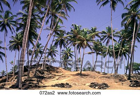 Palm Trees on a Beach Goa India Asia View Large Photo Image Stock Image - Palm Trees on a Beach Goa India Asia. Fotosearch