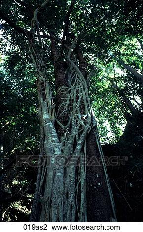 Tree and Creeper Si Kakhari Thailand Asia View Large Photo Image Stock Image - Tree and Creeper Si Kakhari Thailand Asia. Fotosearch
