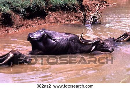 Water Buffalo India Asia View Large Photo Image Stock Image - Water Buffalo India Asia. Fotosearch