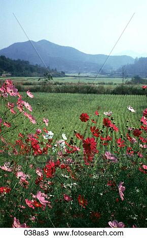 Autumn Flowers and Rice Fields Korea Asia View Large Photo Image Stock Image - Autumn Flowers and Rice Fields Korea Asia. Fotosearch