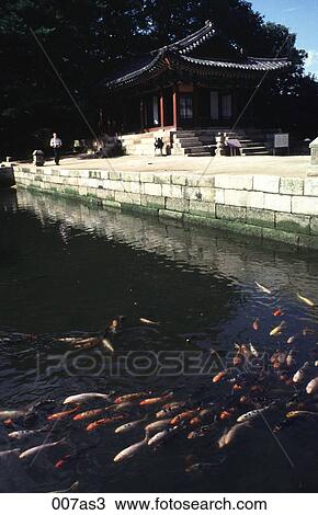 Carp Pool in Palace Grounds Seoul Korea Asia View Large Photo Image Stock Image - Carp Pool in Palace Grounds Seoul Korea Asia. Fotosearch