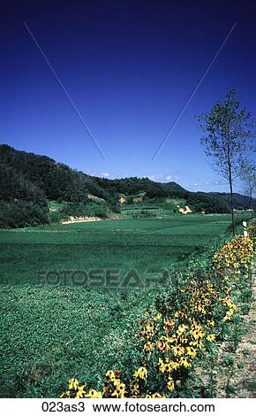 Rice Field and Wild Flowers Ulchin Korea Asia View Large Photo Image Stock Image - Rice Field and Wild Flowers Ulchin Korea Asia. Fotosearch