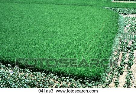 Rice Field Korea Asia View Large Photo Image Stock Image - Rice Field Korea Asia. Fotosearch