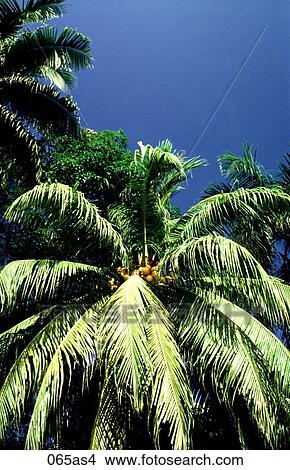 Picture - Coconut Tree The Philippines Asia. Fotosearch