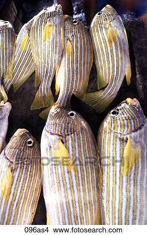 Picture - Display of Tropical Fish The Philippines Asia. Fotosearch