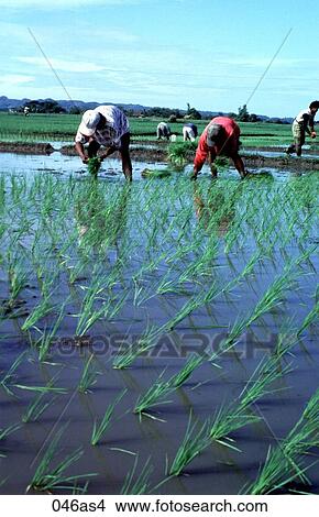Paddy Fields Luzon The Philippines Asia View Large Photo Image Picture - Paddy Fields Luzon The Philippines Asia. Fotosearch